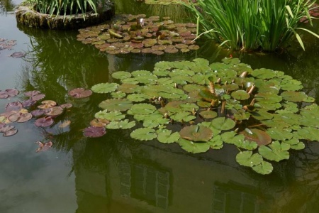 Cr&eacute;ation d'un bassin de jardin, &eacute;tapes et conseils pratiques