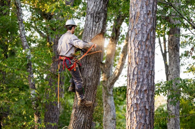 L'&eacute;lagage des arbres exige un savoir-faire pr&eacute;cis &agrave; Lons-le-Saunier